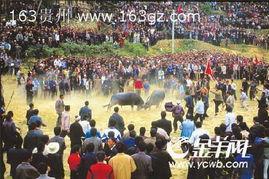 贵州牛打架视频,一场震撼人心的牛打架现场